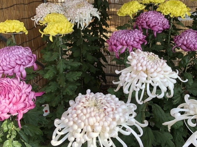 �e�ԓW_�����ʐ_��