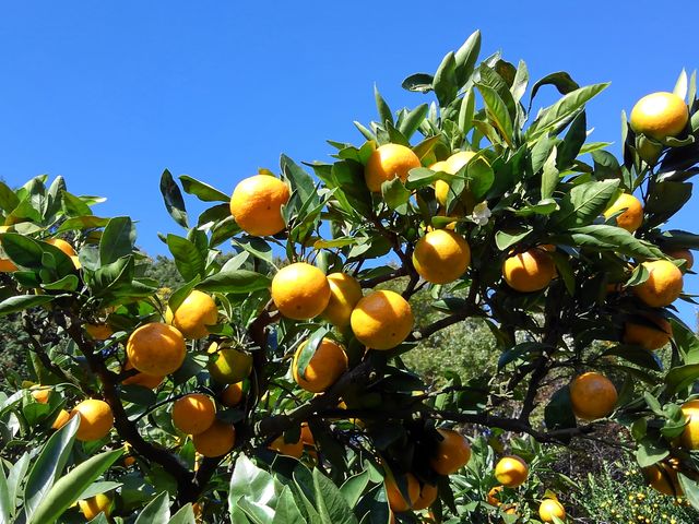 VCɂb܂݂񂪔܂A_΂ȉ