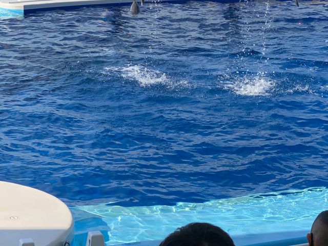また練習中のイルカショウです。素人っぽいのがウケてました。_四国水族館