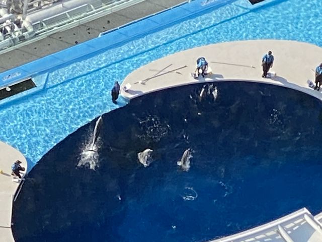 ゴールドタワーから見たイルカショウ_四国水族館