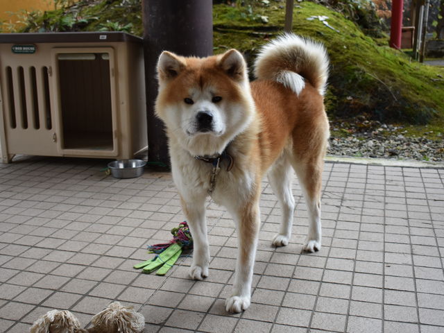 Ⴂ̃ŊyɗVԎp܂B_c΋hpX