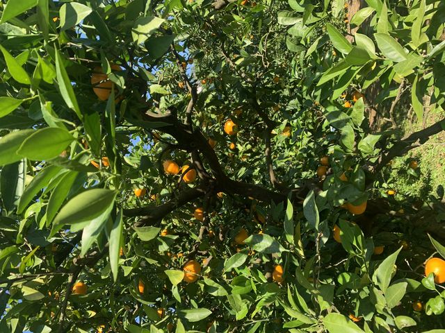 ���������݂���ł���(*^^*)
���Ԃ�̕����Â������B_�e�ԉ�