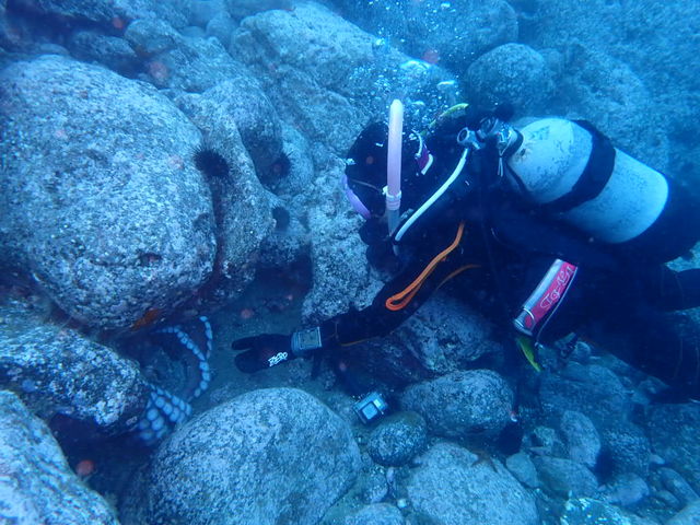 ��̉��ɉB��Ă���^�R_�O�����f�E�|���|