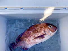 ӂ炿񂳂̊Cޖx@ނ̓Cւ̓eʐ^2