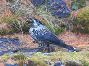 kazu񂳂̉둑̓eʐ^1