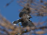 kazu񂳂̉둑̓eʐ^2