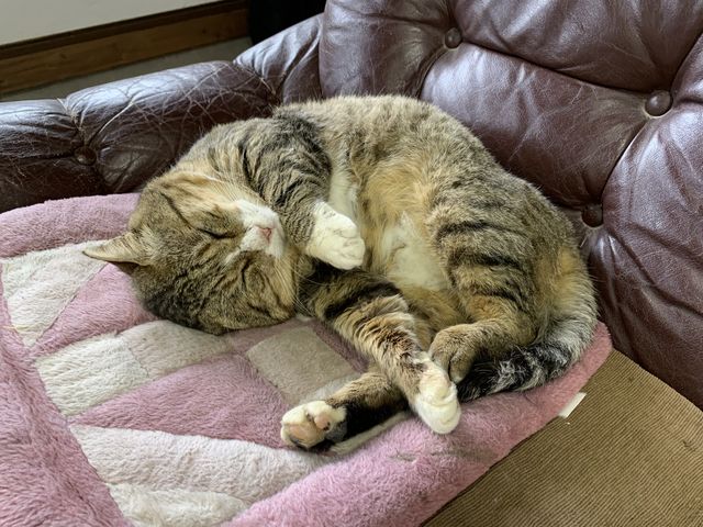 ���炵���L�ɂ�������܂����B_�R���ā@�Ȃ������[