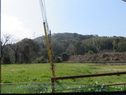 Ԃ񂳂̊Ö؎R̓eʐ^1