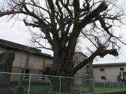 Ԃ񂳂̉c̃C`E̓eʐ^1