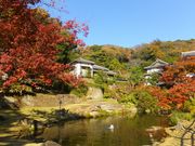 �j�R����񂳂�̖����r�i�~�o���j�̓��e�ʐ^1