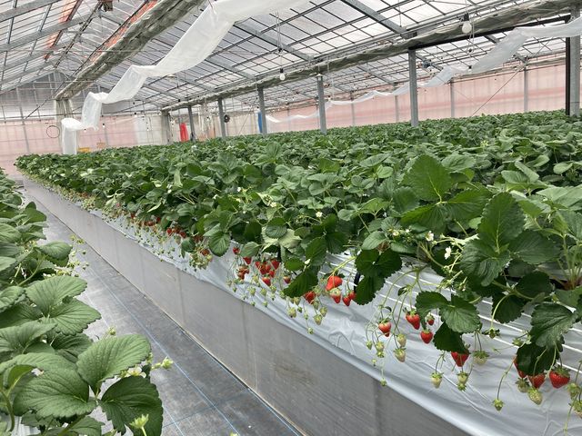 �����₷���A����������n�E�X�ł���_���؂������_��