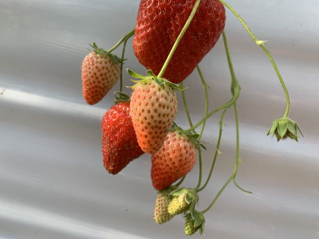 �嗱�̂�����_���c���������_��