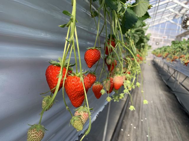 �^���ԂȂ���������R_���c���������_��