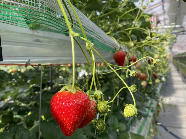 �ǂ��F�Ȃ��Ă�I�I_�����o�v�_��