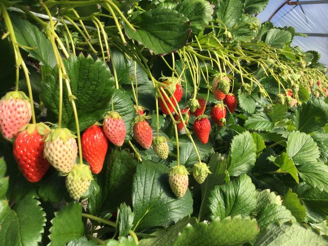 �傫�ȃC�`�S_�}���C�_��