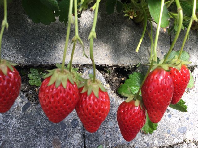 �ǂ�ɂ��悤����_�}���C�_��