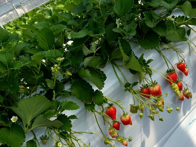 �������Ƃ����i��炵���ł��B_�����_�����������