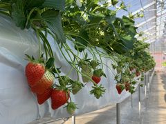 joumonfarmi傤ӂ[ށjւ̓eʐ^1