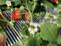 Ȃ񂳂̂܂Ƃݔ_iەx_jւ̓eʐ^1