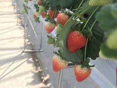 Ƃ̃gK@XvOt@[@ւ̓eʐ^1