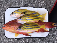 5�ꂳ���sea-Walker�ւ̓��e�ʐ^1