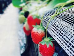 fBvIchina Farmւ̓eʐ^1