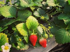 fBvIchina Farmւ̓eʐ^2