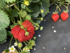 Ƃ񂳂̕ό_ւ̓eʐ^1