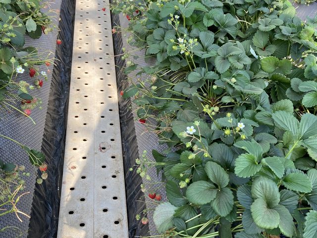 ���B���ē����ꂽ��̂������B���Ă����ɎB�e����_�ÎR�_��