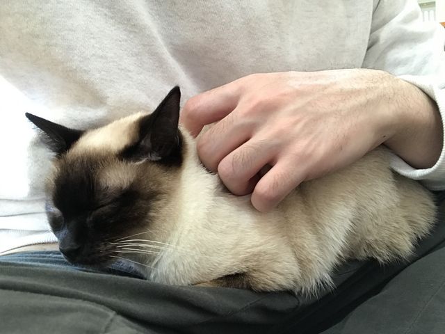 �G�̏�ɗ��Ă����_�L�J�t�F�@�g�t