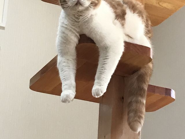 �ł�[��_�L�J�t�F�@�g�t