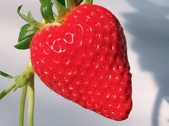 �傫���ĊÂ�������_�z���e�B�L��