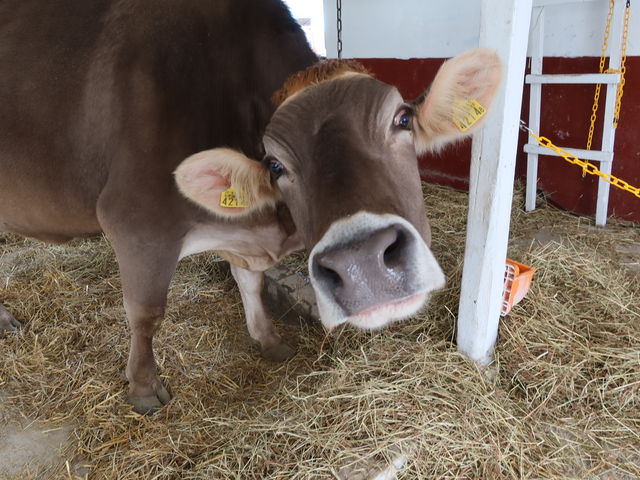 ������̕@�̓c���c��_�n�C�W�q��