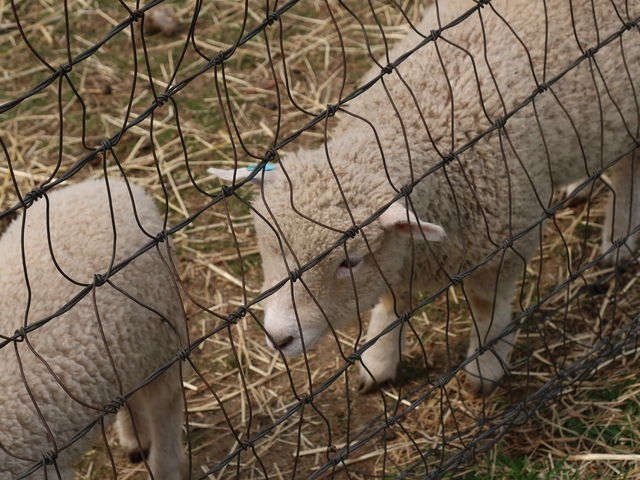 ���ʂ̎q�r�����킢��_�n�C�W�q��