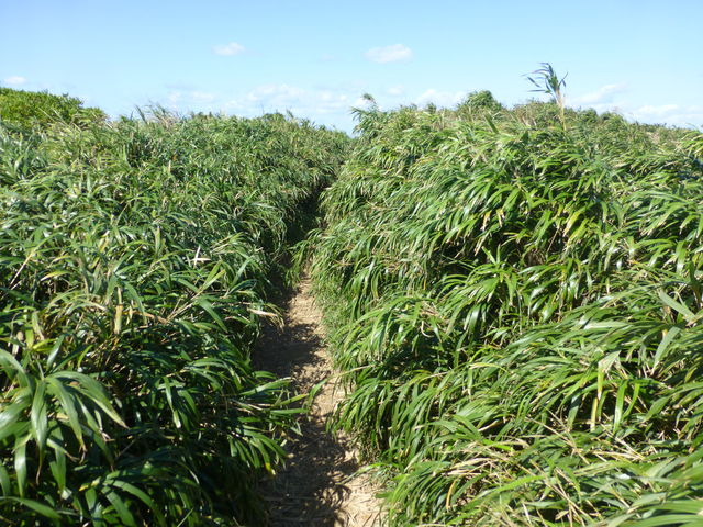 ��̒Z�����ɕ����Ă��܂���_�{�Í�