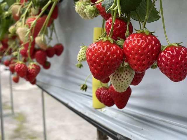 �Â��Ĕ��������C�`�S�B�B�܂�����傫���I_���c�������t�@�[��