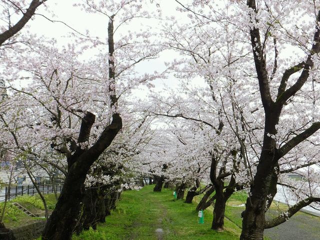 ���J�ԋ߂̍�����_�O�ؓ����̍�����