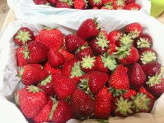 Ȃ񂳂̉w`J@C`S@GREENPEACEւ̓eʐ^1