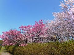 こぼらさんの大山田せせらぎ運動公園の桜の投稿写真5