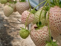 ҂̂Eu[x[_@x[̋ւ̓eʐ^2