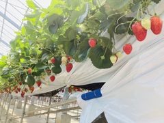 joumonfarmi傤ӂ[ށjւ̓eʐ^1