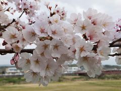 ���ڂ炳��̈˓ߌÒ�h�̍����؂ւ̓��e�ʐ^1