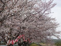 こぼらさんの依那古堤防の桜並木の投稿写真6