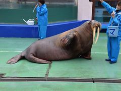 伊勢夫婦岩ふれあい水族館 伊勢シーパラダイス の口コミ一覧 7ページ目 じゃらんnet