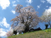 ݂ɂ킽̓V_vw̓eʐ^1