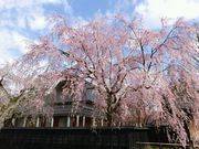 jR񂳂̊pي׍H`ق̓eʐ^1