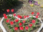 MAR����́i���j���R�}�����O���[�����}�g�}���[�i�̓��e�ʐ^1