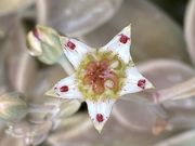 MAR����́i���j���R�}�����O���[�����}�g�}���[�i�̓��e�ʐ^2