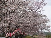 ڂ炳̈˓ߌÒh̍؂̓eʐ^6