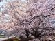 こぼらさんの大山田せせらぎ運動公園の桜の投稿写真2